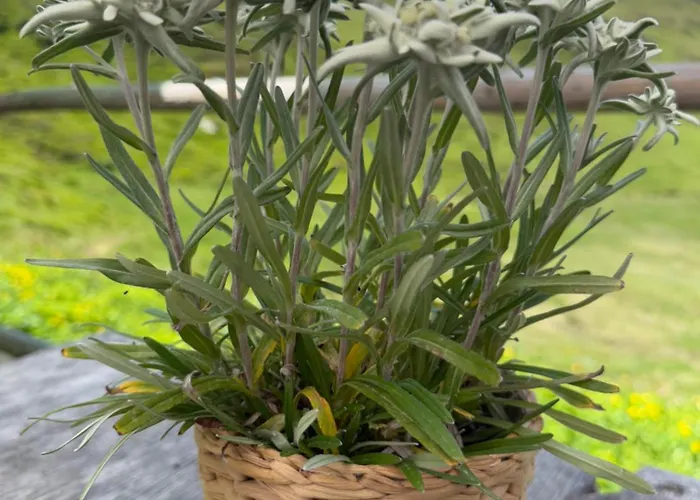 Sonne Im Johanna - Mayrhofen-hippach- In Der Naehe Von Der Skipiste Διαμέρισμα *