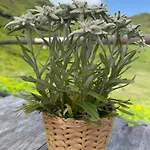 Sonne Im Johanna - Mayrhofen-hippach- In Der Naehe Von Der Skipiste Appartement *