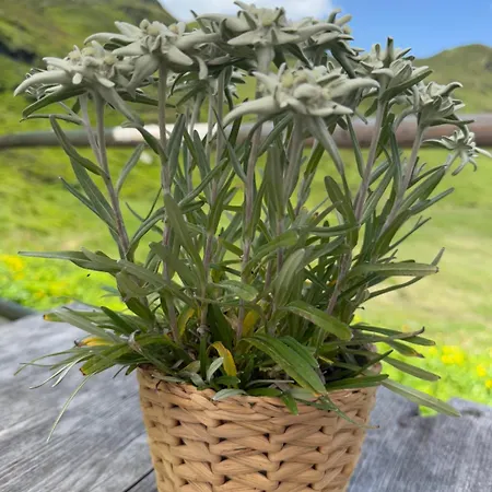 Sonne Im Johanna - Mayrhofen-hippach- In Der Naehe Von Der Skipiste Daire *